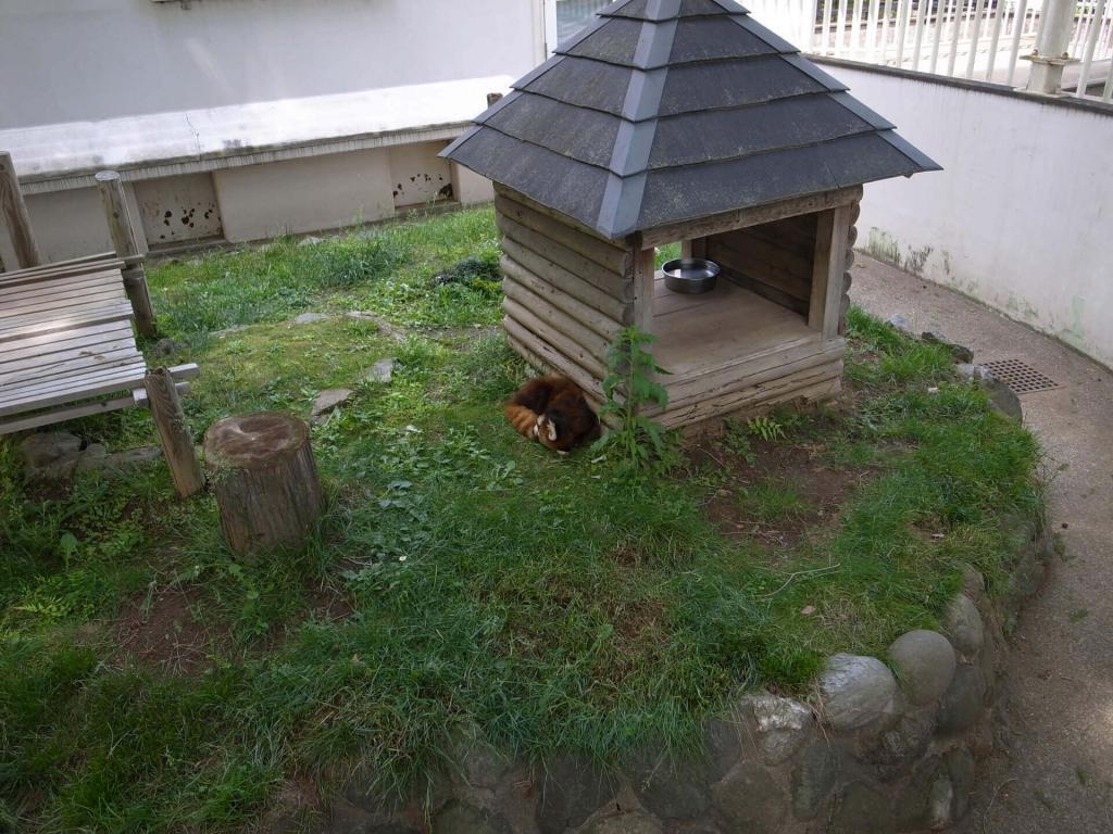大崎公園 子供動物園 レッサーパンダ